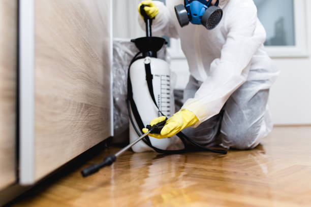 Best Wasp Removal Services  in Acton, CA